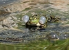 Teichfrosch