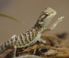 Bartagame Bartagame