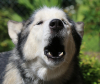 Siberian Husky