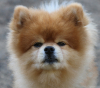 Spitz Spitz